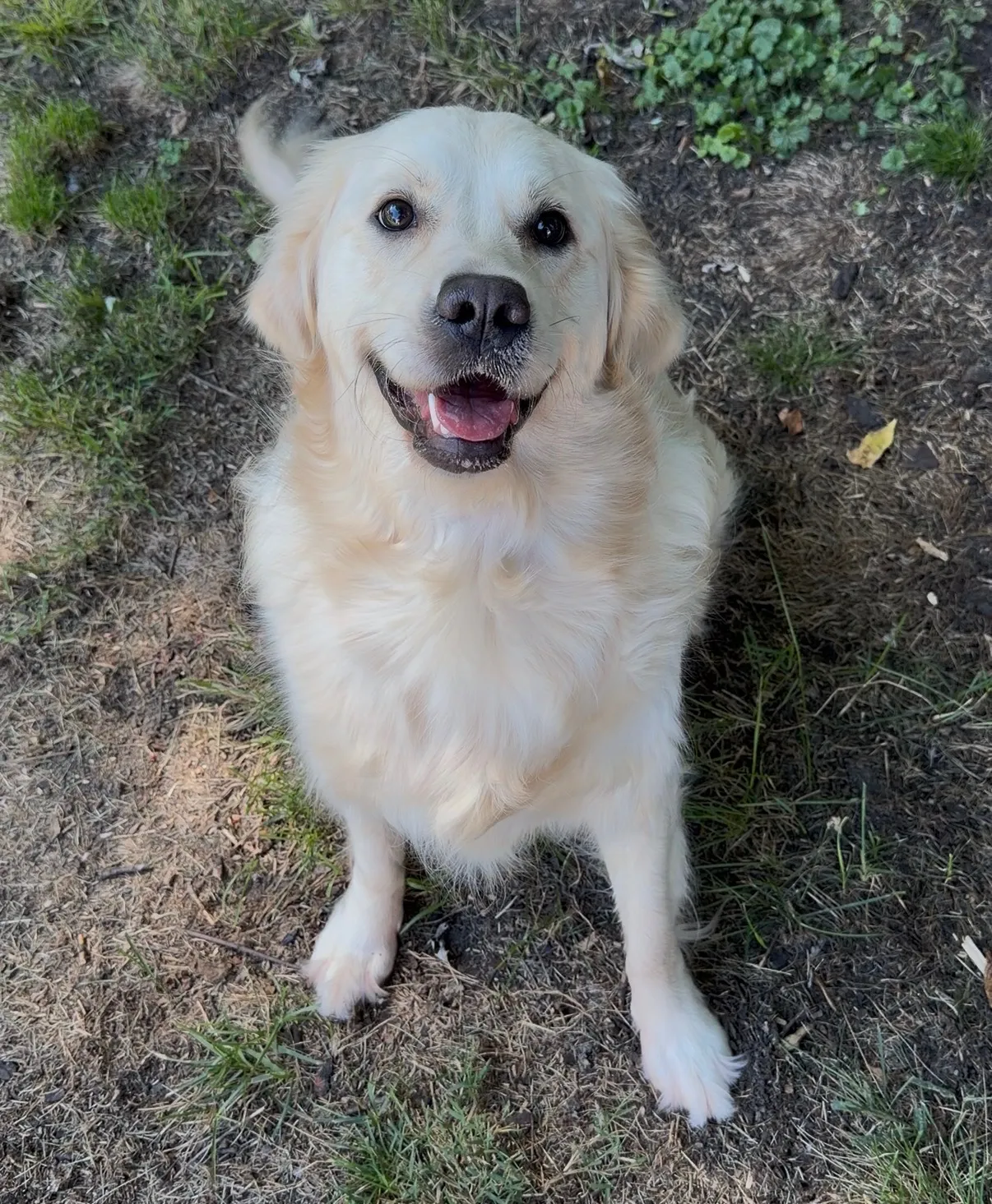 A profile photo for Bodhi Tree MHC's cutest co-therapist, Ruby the dog!
